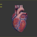 Human Heart Anatomical Structure Detailed 3D Model With Vascular System On Gray Background 3d model