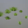 Green Grass Plants of Various Sizes Isolated on Gray Background with Natural Fresh Look