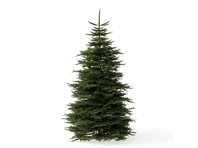 Tall Evergreen Tree With Lush Green Foliage And Conical Shape 3d model