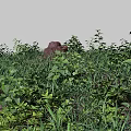 Lush Green Ground Cover Plants Growing On Natural Soil Surface Area