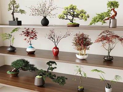 Various Decorative Bonsai Plants In Colorful Pots On Wooden Shelves 3d model
