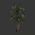 Indoor Green Plant with Multiple Trunks Lush Leaves in Dark Pot Grey Background