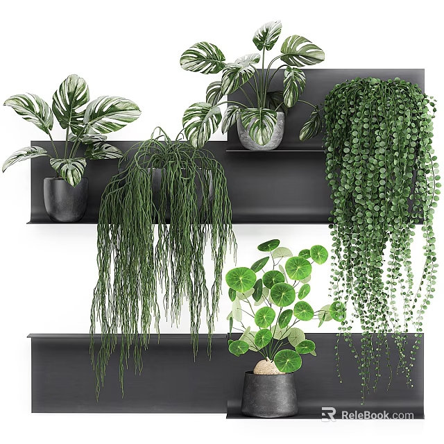 Potted Bonsai Plants With Hanging Vines And Various Leaf Shapes On Black Shelves 3d model 