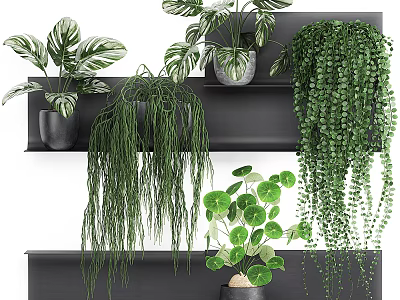 Potted Bonsai Plants With Hanging Vines And Various Leaf Shapes On Black Shelves 3d model