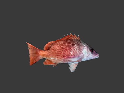 Red Fish With Vibrant Scales Isolated On Dark Background Marine Life 3d model