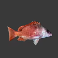 Red Fish With Vibrant Scales Isolated On Dark Background Marine Life