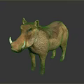 Realistic Warthog 3D Model With Brown Fur And Curved Tusks In Standing Pose