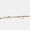 Light Brown Dry Plant Branch with Multiple Slender Forks on White Background 3d model