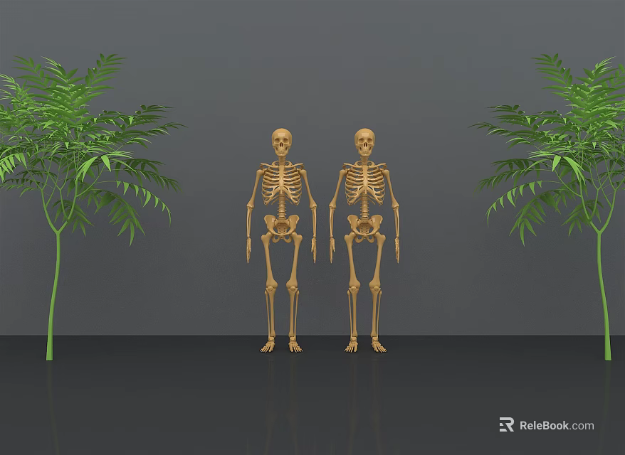Two Human Skeleton Models Displaying Detailed Limbs with Green Plants in Grey Background 3d model