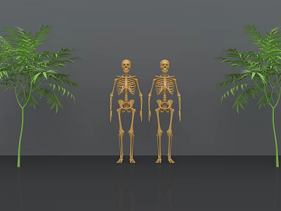 Two Human Skeleton Models Displaying Detailed Limbs with Green Plants in Grey Background 3d model