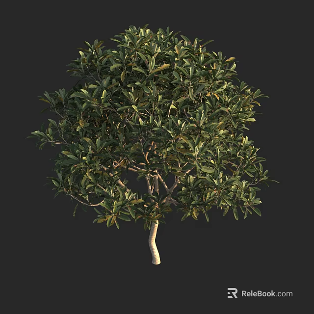 Green Leaf Tree With Slender Trunk And Lush Foliage 3d model