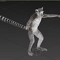 Standing Ring Tailed Lemur With Long Striped Tail And Alert Eyes 3d model