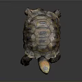 Lifelike Crawling Tortoise With Patterned Brown Yellow Textured Shell