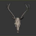 Modern Skull Goat Skull Animal Skull Fossil Skull 3d model