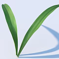 Fresh Green Leaves With Natural Curved Shape And Light Background Shadow