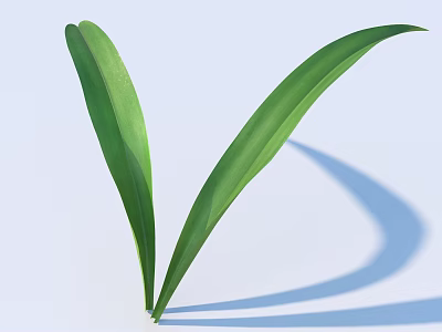 Fresh Green Leaves With Natural Curved Shape And Light Background Shadow 3d model