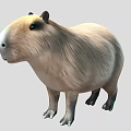 Capybara Reptile With Thick Brown Fur And Short Legs Standing On Gray Background