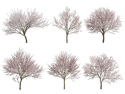 Six Beautiful Spring Trees With Delicate Pink Blossoms On White Background 3d model