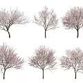 Six Beautiful Spring Trees With Delicate Pink Blossoms On White Background