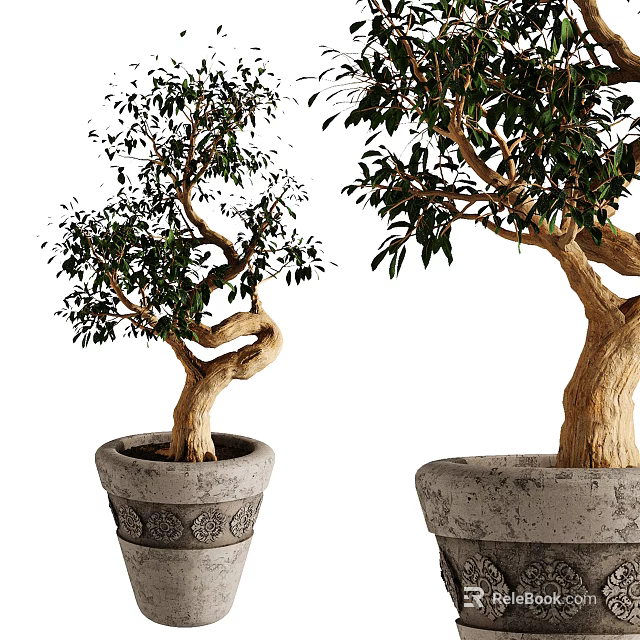 Bonsai Potted Plants With Curved Trunks Lush Green Leaves And Patterned Stone Pots 3d model 