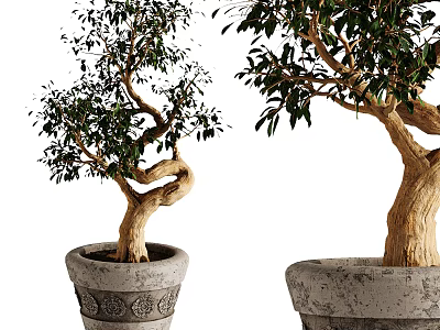 Bonsai Potted Plants With Curved Trunks Lush Green Leaves And Patterned Stone Pots 3d model