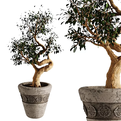 Bonsai Potted Plants With Curved Trunks Lush Green Leaves And Patterned Stone Pots 3d model