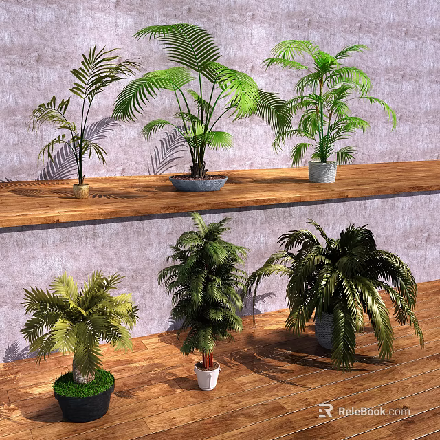 Various Potted Bonsai Plants With Green Foliage On Shelf And Floor 3d model 