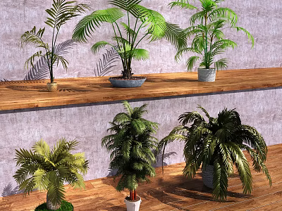 Various Potted Bonsai Plants With Green Foliage On Shelf And Floor 3d model