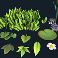 Fresh Green Grass Reeds Lily Pads And White Flower In Natural Setting