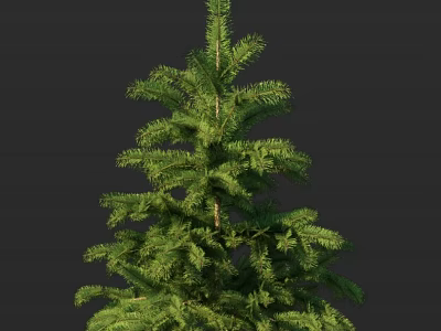 Evergreen Tree with Lush Natural Green Foliage and Full Branches Design 3d model