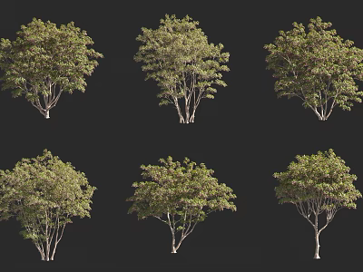 Collection Of Arbor Trees Featuring Lush Green Foliage And Various Trunk Shapes 3d model