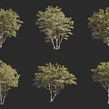 Collection Of Arbor Trees Featuring Lush Green Foliage And Various Trunk Shapes