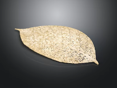 Natural Dried Plant Leaf Featuring Many Small Holes On Dark Background 3d model