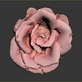 Beautiful Pink Rose with Fresh Petals and Water Droplets on Gray Background