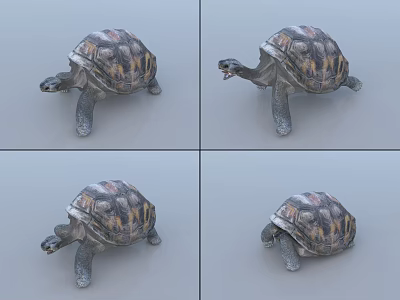 Reptile Turtle With Colorful Shell In Different Poses On Gray Background 3d model