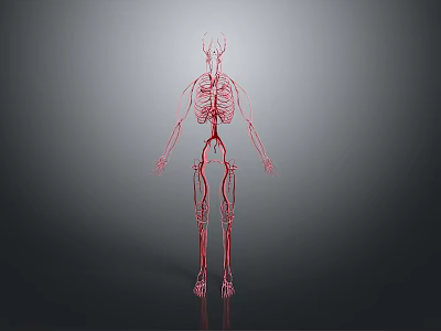 Medical Device 3D Anatomical Model Showing Human Vascular System And Skeleton 3d model