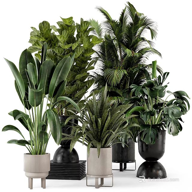 Indoor Green Plant Decorative Arrangement With Various Potted Plants And Stylish Planters 3d model 