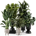 Indoor Green Plant Decorative Arrangement With Various Potted Plants And Stylish Planters