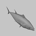 Fresh Deep Sea Tuna Fish Swimming In Blue Water For Seafood Dishes