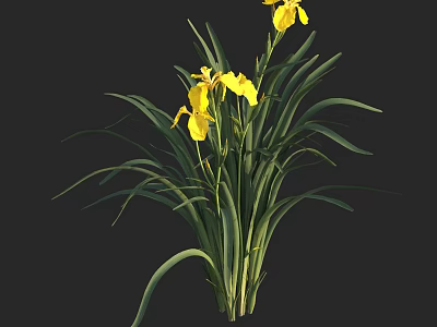 Beautiful Aquatic Plant Featuring Yellow Flowers And Long Green Leaves 3d model