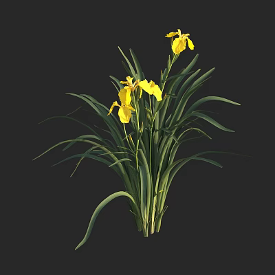 Beautiful Aquatic Plant Featuring Yellow Flowers And Long Green Leaves 3d model