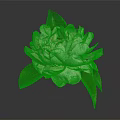 White Flower with Delicate Petals and Fresh Green Leaves Isolated on Dark Background