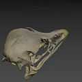 Close Up View Of Bird Skull Skeleton With Anatomical Features On Dark Background