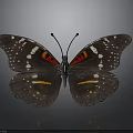 Dark Winged Butterfly With White Spots Red And Orange Stripes On Gray Background