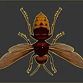 Red And Black Wasp With Transparent Wings Head Compound Eyes Antennae Legs On Dark Background