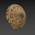 Intricate Natural Seashell With Spiral Pattern And Brown White Stripes