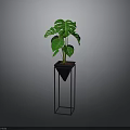 Lush Green Monstera Plant In Black Pot On Black Metal Stand