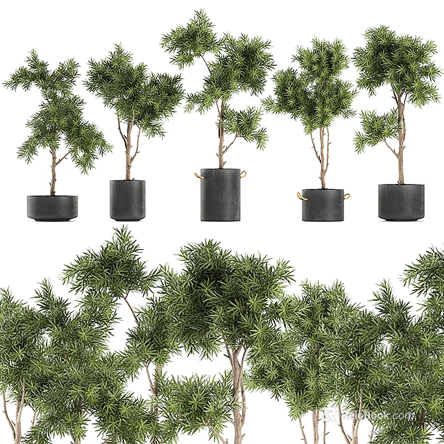 Elegant Green Foliage Bonsai Potted Plants In Black Decorative Pots For Indoor Decoration 3d model 