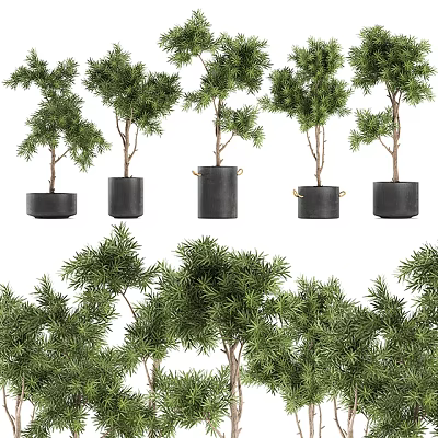 Elegant Green Foliage Bonsai Potted Plants In Black Decorative Pots For Indoor Decoration 3d model