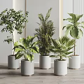 Indoor Potted Plants Collection With Different Green Foliage In White Modern Pots
